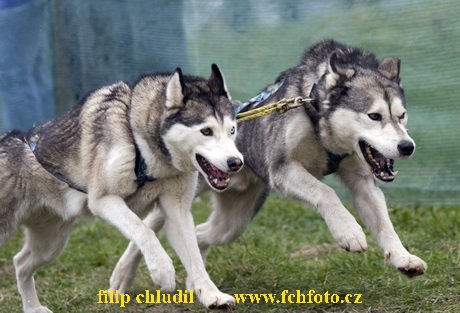 Trnavka 08 - 172.jpg